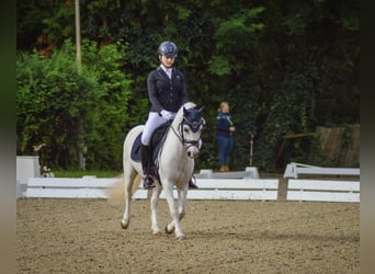 Galés-A, Caballo castrado, 15 años, 124 cm, Tordo