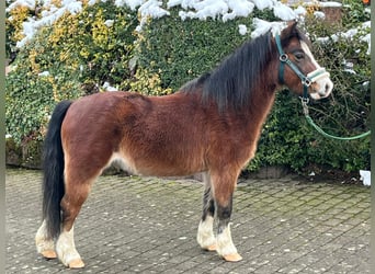 Galés-A, Caballo castrado, 16 años, 114 cm, Castaño