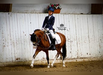 Galés-A, Caballo castrado, 16 años, 123 cm, Castaño