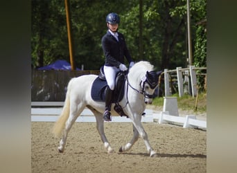 Galés-A, Caballo castrado, 16 años, 124 cm, Tordo