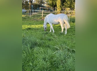 Galés-A, Caballo castrado, 16 años, 124 cm, Tordo