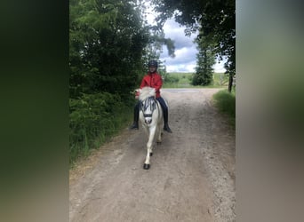 Galés-A, Caballo castrado, 16 años, 124 cm, Tordo