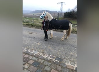 Galés-A, Caballo castrado, 16 años, 124 cm, Tordo