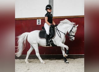 Galés-A Mestizo, Caballo castrado, 16 años, 126 cm, Tordo