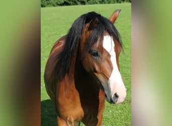 Galés-A, Caballo castrado, 17 años, 118 cm, Castaño
