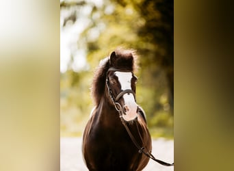 Galés-A, Caballo castrado, 17 años, 121 cm, Negro