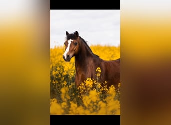 Galés-A, Caballo castrado, 17 años, 122 cm, Castaño