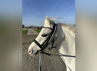 Galés-A, Caballo castrado, 18 años, 117 cm, Tordo