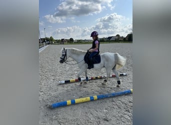 Galés-A, Caballo castrado, 18 años, 117 cm, Tordo