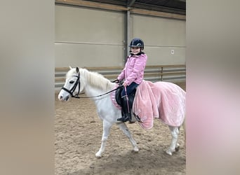 Galés-A, Caballo castrado, 18 años, 117 cm, Tordo