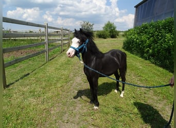 Galés-A, Caballo castrado, 1 año, 115 cm, Musgo marrón