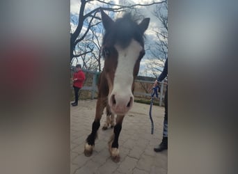 Galés-A, Caballo castrado, 20 años, 115 cm, Castaño