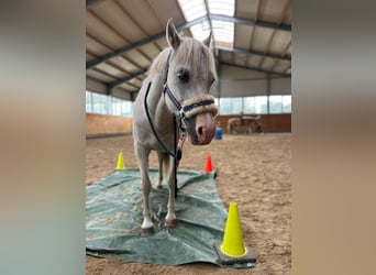 Galés-A, Caballo castrado, 20 años, 120 cm, Tordo