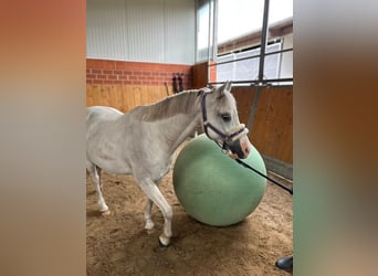 Galés-A, Caballo castrado, 20 años, 120 cm, Tordo