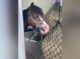 Galés-A, Caballo castrado, 21 años, 115 cm, Castaño