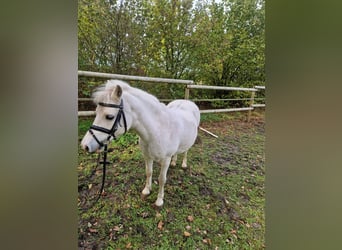 Galés-A, Caballo castrado, 22 años, Tordo