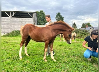 Galés-A, Caballo castrado, 2 años, 118 cm, Alazán