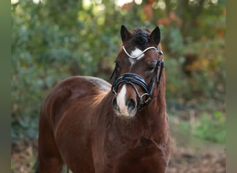 Galés-A, Caballo castrado, 2 años, 118 cm, Castaño