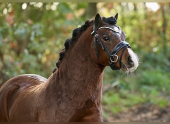 Galés-A, Caballo castrado, 2 años, 118 cm, Castaño