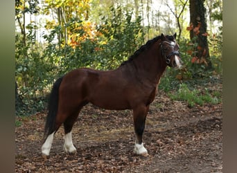 Galés-A, Caballo castrado, 2 años, 118 cm, Castaño