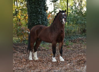 Galés-A, Caballo castrado, 2 años, 118 cm, Castaño