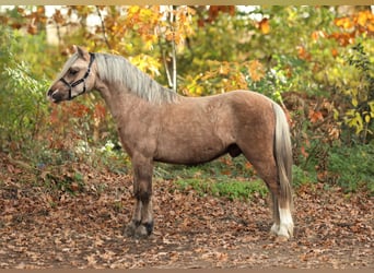 Galés-A, Caballo castrado, 2 años, 118 cm, Palomino
