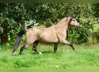 Galés-A, Caballo castrado, 2 años, 120 cm, Buckskin/Bayo