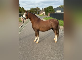 Galés-A, Caballo castrado, 2 años, 123 cm, Alazán