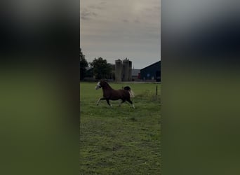 Galés-A, Caballo castrado, 2 años, 123 cm, Alazán