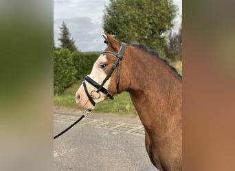 Galés-A, Caballo castrado, 2 años, 123 cm, Alazán