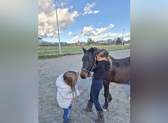 Galés-A, Caballo castrado, 2 años, 125 cm, Castaño oscuro