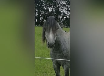 Galés-A, Caballo castrado, 2 años, 125 cm, Tordillo negro