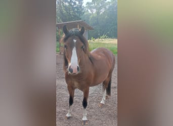 Galés-A, Caballo castrado, 2 años