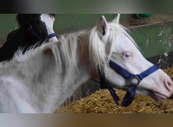 Galés-A, Caballo castrado, 2 años, Cremello