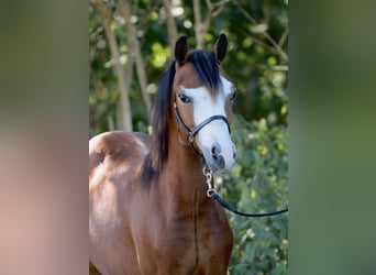 Galés-A, Caballo castrado, 3 años, 110 cm, Castaño