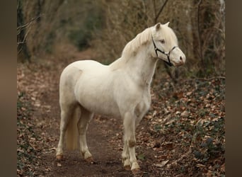 Galés-A, Caballo castrado, 3 años, 111 cm, Cremello