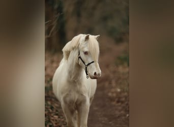 Galés-A, Caballo castrado, 3 años, 111 cm, Cremello