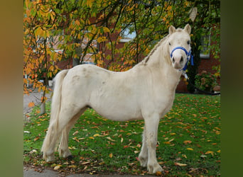 Galés-A, Caballo castrado, 3 años, 114 cm, Palomino