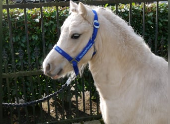 Galés-A, Caballo castrado, 3 años, 114 cm, Palomino