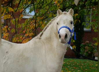 Galés-A, Caballo castrado, 3 años, 114 cm, Palomino