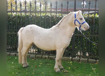 Galés-A, Caballo castrado, 3 años, 114 cm, Palomino