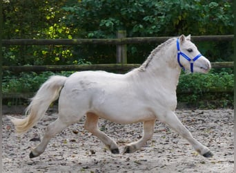 Galés-A, Caballo castrado, 3 años, 114 cm, Palomino