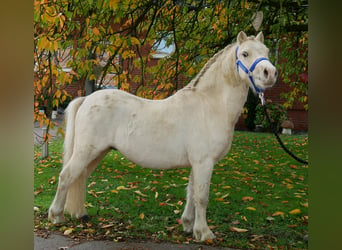 Galés-A, Caballo castrado, 3 años, 114 cm, Palomino