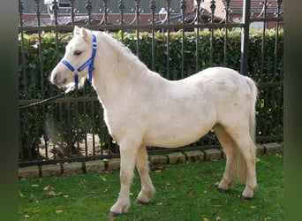 Galés-A, Caballo castrado, 3 años, 114 cm, Palomino