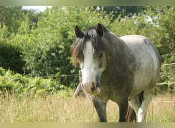 Galés-A, Caballo castrado, 3 años, 114 cm, Tordo