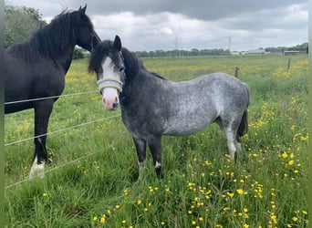 Galés-A, Caballo castrado, 3 años, 114 cm, Tordo
