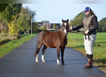 Galés-A, Caballo castrado, 3 años, 115 cm, Castaño