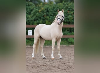 Galés-A, Caballo castrado, 3 años, 115 cm, Palomino