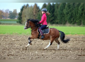 Galés-A, Caballo castrado, 3 años, 116 cm, Castaño