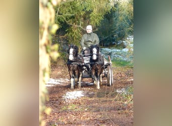 Galés-A, Caballo castrado, 3 años, 117 cm, Negro